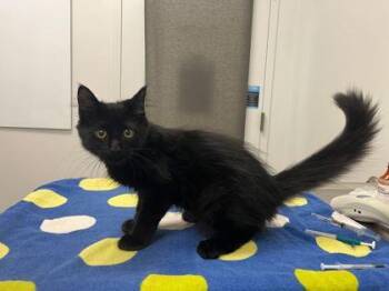Lost Boys -  Domestic Long Hair Cat for Adoption in Kansas City, Missouri - Lost Boys | PetCurious