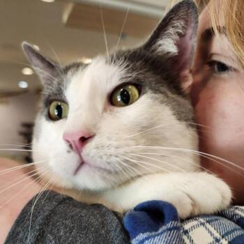 Domestic Short Hair Cats Available for Adoption in Saint Charles, Missouri - Soybean | PetCurious