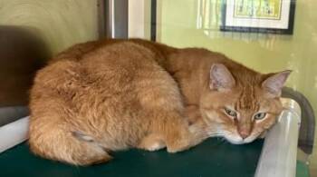 Bobbie -  Domestic Short Hair Cat for Adoption in Murphy, Texas - Bobbie | PetCurious
