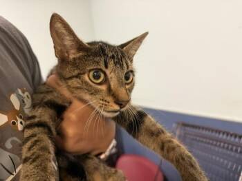 WHISKERS -  Domestic Short Hair Cat for Adoption in Doral, Florida - WHISKERS | PetCurious