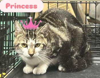 Rescue American Shorthair Cats for Adoption - Mickey … Sailor … Princess ( Adorable Kittens) | PetCurious