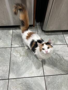 Calico and Domestic Medium Hair Cats Available for Adoption in Walnut Creek, California - LOLA | PetCurious