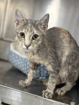 Rescue Domestic Short Hair Cats for Adoption in Vincennes, Indiana - Carolina | PetCurious