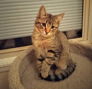 Rescue Domestic Short Hair Cats for Adoption in Sedalia, Missouri - Jackson | PetCurious