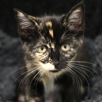 Domestic Short Hair Cats Available for Adoption in Chilliwack, British Columbia - Faith | PetCurious