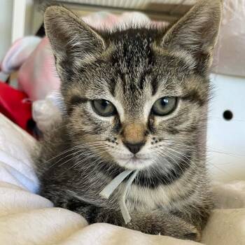 Snickers -  Domestic Short Hair Cat for Adoption in Bel Air, Maryland - Snickers | PetCurious