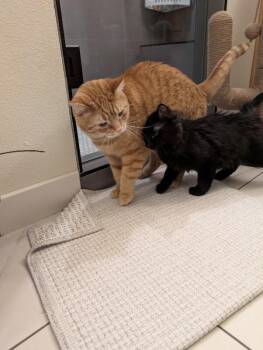Domestic Short Hair Cats Available for Adoption - Rubin | PetCurious