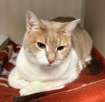 Daisy -  Domestic Short Hair Cat for Adoption in Pottsville, Pennsylvania - Daisy | PetCurious