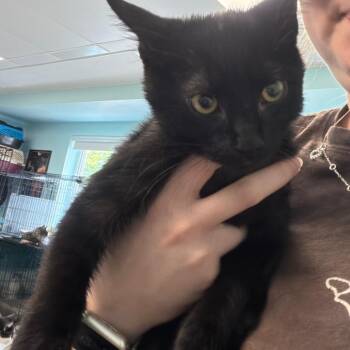 Otter -  Domestic Short Hair Cat for Adoption in Pittsburgh, Pennsylvania - Otter | PetCurious