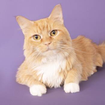 Domestic Medium Hair Cats Available for Adoption - Winnie | PetCurious