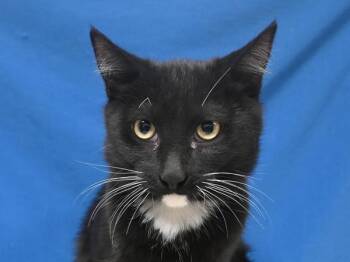 Rocky -  Domestic Short Hair Cat for Adoption in Portland, Oregon - Rocky | PetCurious