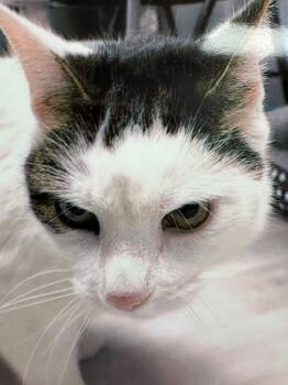 Domestic Medium Hair Cats Available for Adoption - Kilo | PetCurious