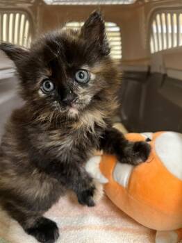 Rescue Domestic Medium Hair Cats for Adoption in Fremont, California - A196027 | PetCurious