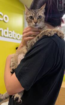Abyssinian and Domestic Short Hair Cats Available for Adoption in Houston, Texas - Angela (your Personal Messenger) | PetCurious