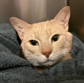 Domestic Short Hair Cats Available for Adoption in Ocala, Florida - Howard | PetCurious