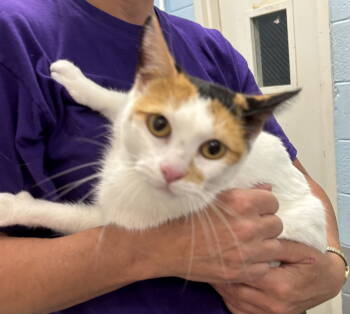 Rescue Domestic Short Hair Cats for Adoption in Rustburg, Virginia - Cali-Ren: Not At The Shelter (Kendra) | PetCurious