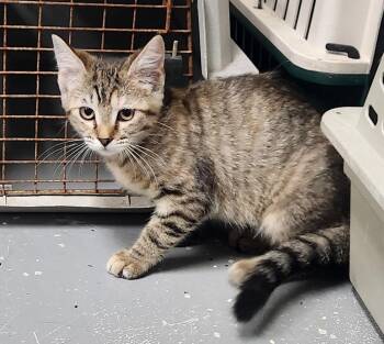 TIA -  Domestic Short Hair and Tabby Cat Available for Adoption in Lexington, Tennessee - TIA | PetCurious