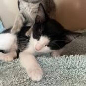 MJ - Butler Campus -  Domestic Short Hair Cat for Adoption in Flagstaff, Arizona - MJ - Butler Campus | PetCurious