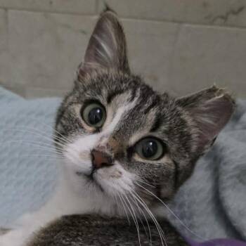 Domestic Short Hair Cats Available for Adoption - Azuri Aka Chiquilla | PetCurious
