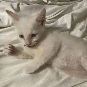 Ellis Dyal-SD -  Siamese and Domestic Short Hair Cat Available for Adoption in Tallahassee, Florida - Ellis Dyal-SD | PetCurious