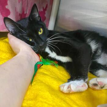 Domestic Short Hair Cats Available for Adoption - Beca | PetCurious