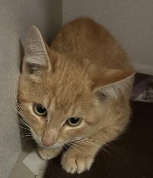 Mustard -  Domestic Short Hair Cat for Adoption in Mason City, Iowa - Mustard | PetCurious