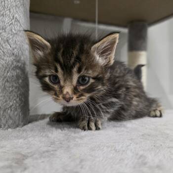 Domestic Long Hair Cats Available for Adoption in Mastic, New York - Styles | PetCurious