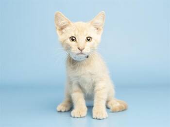 ARI -  Domestic Short Hair Cat for Adoption in Phoenix, Arizona - ARI | PetCurious