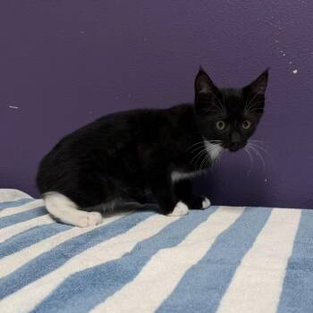 Domestic Short Hair Cats Available for Adoption in Englewood, Florida - Earl Gray | PetCurious