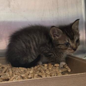 Louise -  Domestic Short Hair Cat for Adoption in Chattanooga, Tennessee - Louise | PetCurious