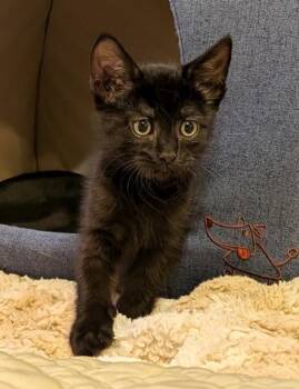 Domestic Short Hair Cats Available for Adoption in Burbank, California - BUCATINI | PetCurious