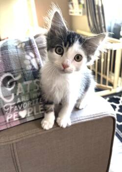 Jane -  Domestic Short Hair Cat for Adoption in Larkfield-wikiup, California - Jane | PetCurious
