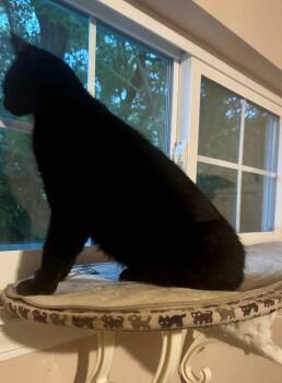 Domestic Short Hair Cats Available for Adoption in Jacksonville, Florida - Silver =^.^= | PetCurious