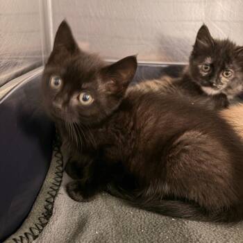 Bourbon -  Domestic Short Hair Cat for Adoption in Franklin, North Carolina - Bourbon | PetCurious