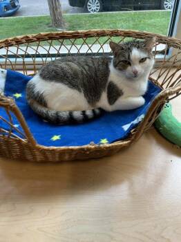 Rescue Domestic Short Hair Cats for Adoption in Chicago, Illinois - Hilly 2 | PetCurious