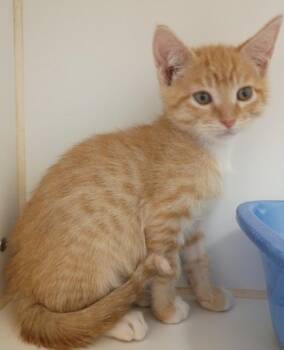 MACKEREL -  Domestic Short Hair Cat for Adoption in Texas City, Texas - MACKEREL | PetCurious