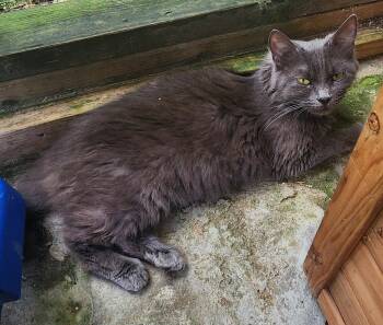 Precious -  Domestic Long Hair Cat for Adoption in Crossville, Tennessee - Precious | PetCurious