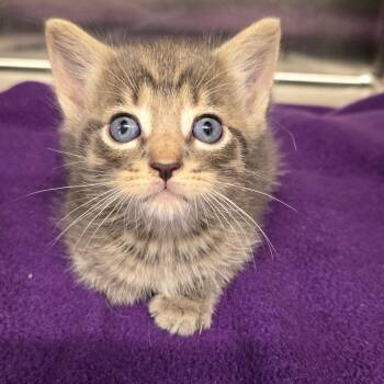 Waylon -  Domestic Short Hair Cat for Adoption in Newport, Tennessee - Waylon | PetCurious