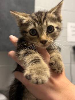 Tiger -  Domestic Short Hair Cat for Adoption in Henderson, North Carolina - Tiger | PetCurious