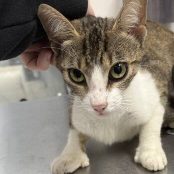 Topanga -  Domestic Short Hair Cat for Adoption in Columbiana, Alabama - Topanga | PetCurious
