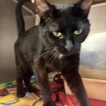 Sully -  Domestic Short Hair and Mixed Breed Cat for Adoption in Ashtabula, Ohio - Sully | PetCurious