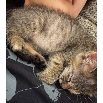 Rescue Domestic Short Hair Cats for Adoption in Austin, Texas - ZZ Top 27 | PetCurious