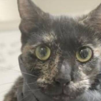 Gigi -  Domestic Short Hair Cat for Adoption in Temecula, California - Gigi | PetCurious