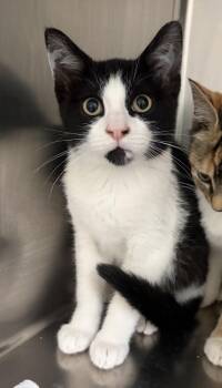 Pongo -  Domestic Short Hair Cat for Adoption in Challis, Idaho - Pongo | PetCurious