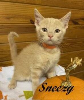 Sneezy -  Tabby Cat for Adoption in Southern Pines, North Carolina - Sneezy | PetCurious