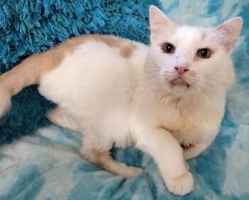 Rescue Domestic Medium Hair Cats for Adoption in Powder Springs, Georgia - DASH | PetCurious