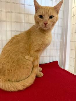 Sharon -  Domestic Short Hair Cat for Adoption in Brookings, Oregon - Sharon | PetCurious