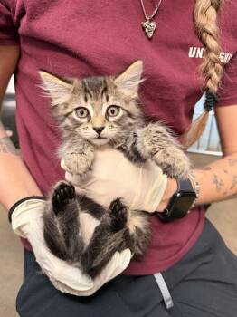 Domestic Short Hair Cats Available for Adoption in Fort Walton Beach, Florida - CHOSO | PetCurious