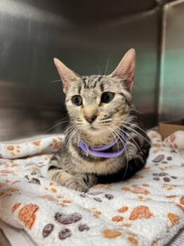 Demeter -  Domestic Short Hair Cat for Adoption in Belton, Texas - Demeter | PetCurious