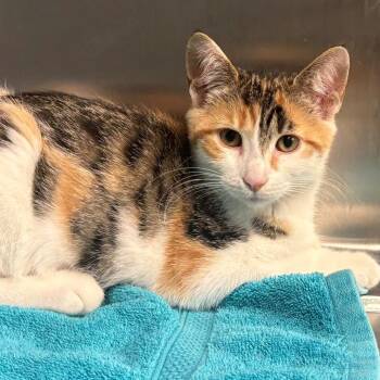 Brielle -  Domestic Short Hair Cat for Adoption in East Hanover, New Jersey - Brielle | PetCurious